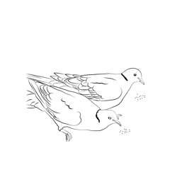 Collared Dove 3 Free Coloring Page for Kids