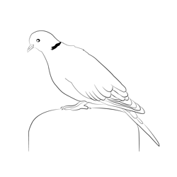Collared Dove 5 Free Coloring Page for Kids