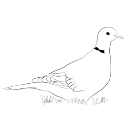 Collared Dove 6 Free Coloring Page for Kids