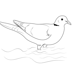 Collared Dove Free Coloring Page for Kids