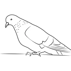 Colorful Pigeon Free Coloring Page for Kids