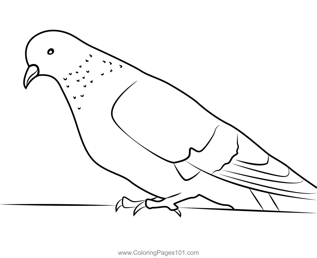 Pigeon Coloring Pages Pigeon Coloring Pages