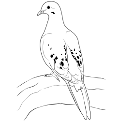 Common Ground Dove Free Coloring Page for Kids