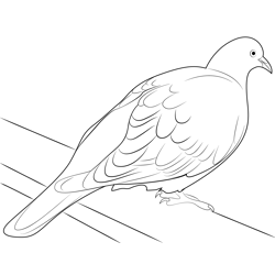Crested Pigeon Free Coloring Page for Kids