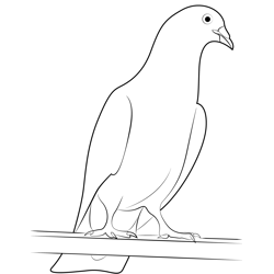 Cute Pigeon Birds Free Coloring Page for Kids