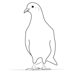 Domestic Ring Neck Dove Free Coloring Page for Kids