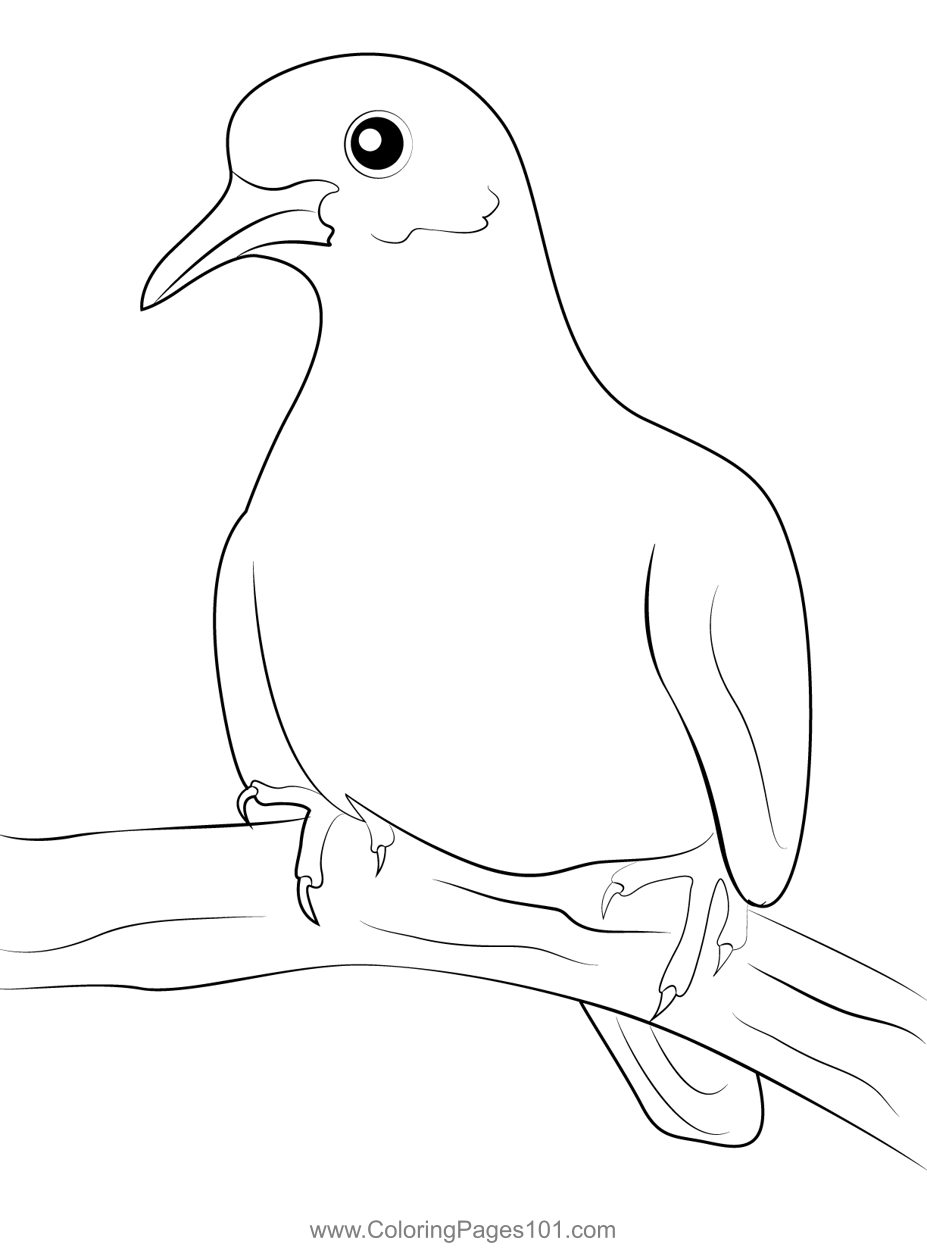 Dove Bird