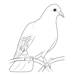 Dove Free Coloring Page for Kids