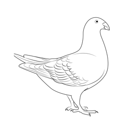 Dutch Beauty Pigeon Free Coloring Page for Kids