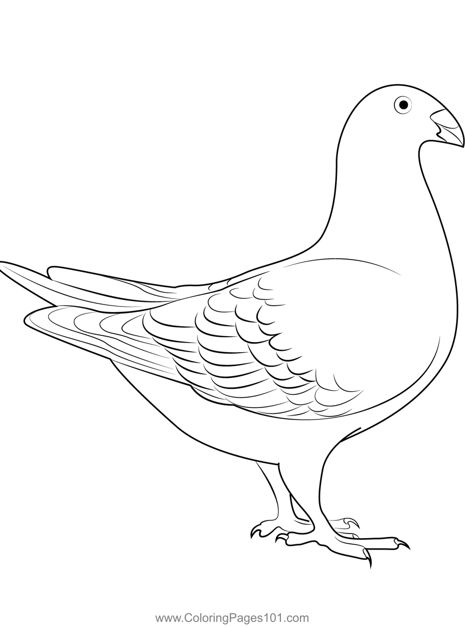 Dutch Beauty Pigeon
