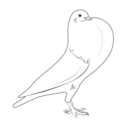 English Pouter Dove Free Coloring Page for Kids