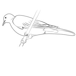 Eurasian Collared Dove Free Coloring Page for Kids