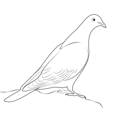 Fancy Pigeon Free Coloring Page for Kids