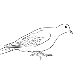 Feral Pigeon Free Coloring Page for Kids
