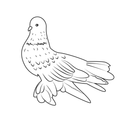 Funky Pigeon Free Coloring Page for Kids