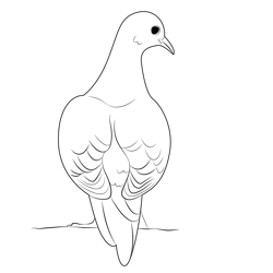 Gray Back Dove Free Coloring Page for Kids