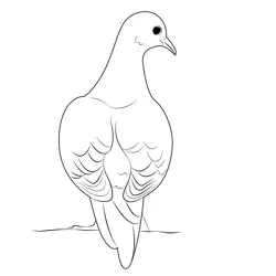 Gray Back Dove