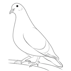 Green Wing Dove Free Coloring Page for Kids