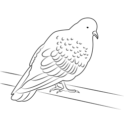 Grey Beautiful Pigeon Free Coloring Page for Kids