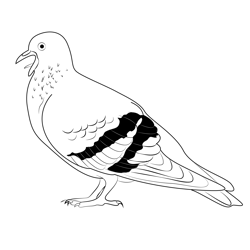Indian Pigeon 1 Free Coloring Page for Kids
