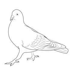 Indian Pigeon 2 Free Coloring Page for Kids