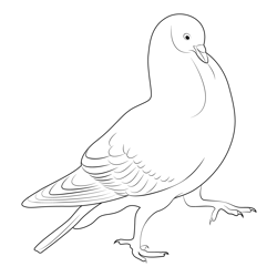 Indian Pigeon 3 Free Coloring Page for Kids