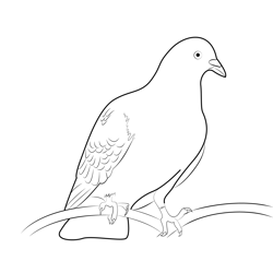 Indian Pigeon 4 Free Coloring Page for Kids