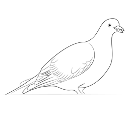 Indian Pigeon 5 Free Coloring Page for Kids