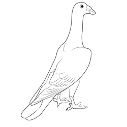 Indian Pigeon 6 Free Coloring Page for Kids
