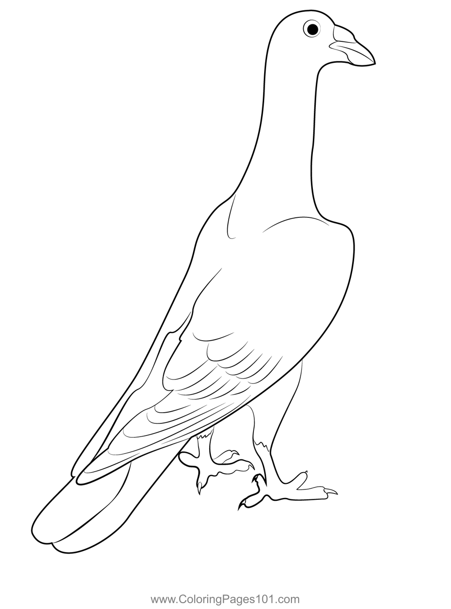 Indian Pigeon 6