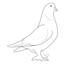Indian Pigeon 7 Free Coloring Page for Kids