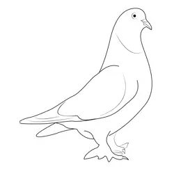 Indian Pigeon 7