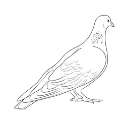 Indian Pigeon Free Coloring Page for Kids