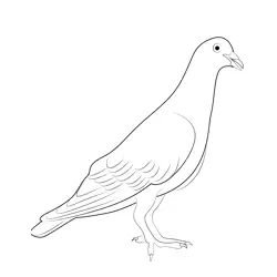 Kabutar Free Coloring Page for Kids