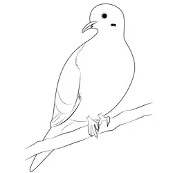Mourning Dove Bird Free Coloring Page for Kids