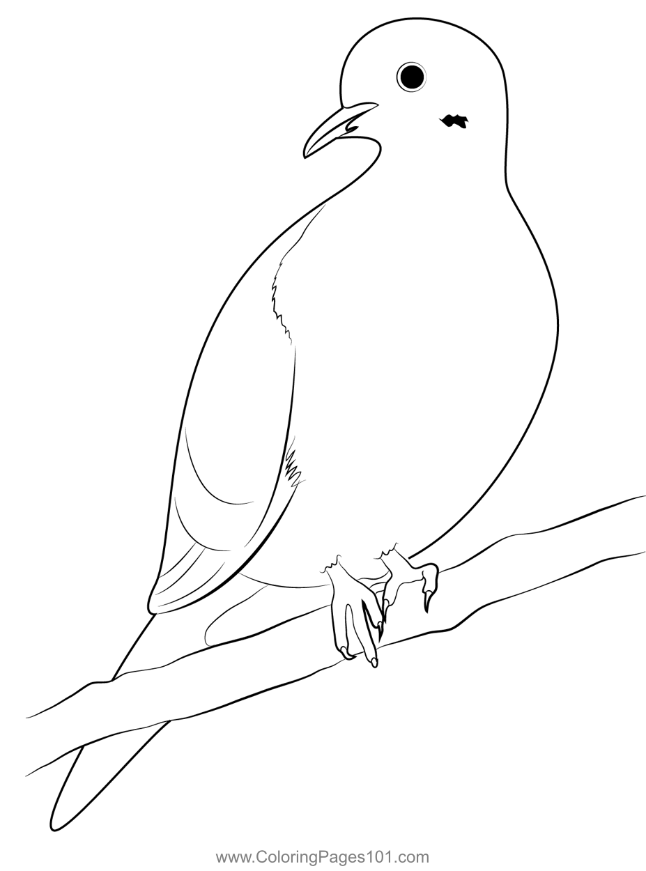 Mourning Dove Bird Coloring Page For Kids Free Pigeons And Doves