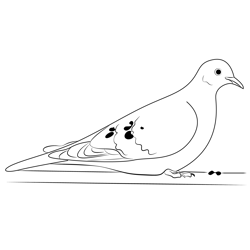 Mourning Dove On Deck Free Coloring Page for Kids