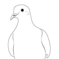 Mourning Dove Free Coloring Page for Kids