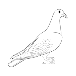 Nuremberg Lark Pigeon 1 Free Coloring Page for Kids