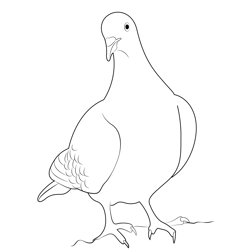 Nuremberg Lark Pigeon Free Coloring Page for Kids