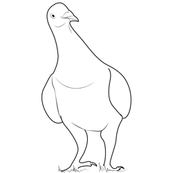 Old Baby Racing Pigeon Free Coloring Page for Kids