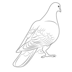One Grey Pigeon Free Coloring Page for Kids