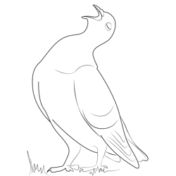Pigeon Call Free Coloring Page for Kids