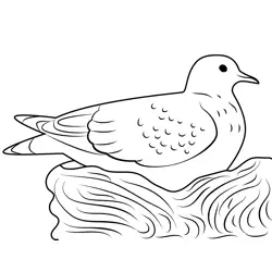 Pigeon Sitting In Nest Free Coloring Page for Kids