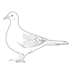 Pigeon Wallpaper Free Coloring Page for Kids