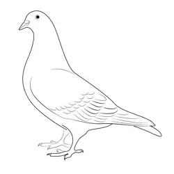 Pigeon Free Coloring Page for Kids
