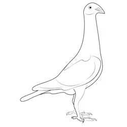 Pigeons Champion Free Coloring Page for Kids