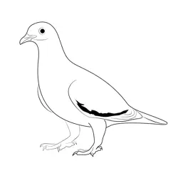 Pink Necked Green Pigeon Free Coloring Page for Kids
