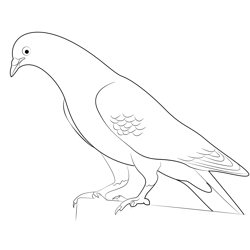 Racing Pigeon Free Coloring Page for Kids