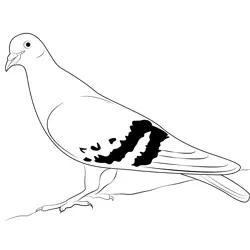 Rainbow Pigeon Free Coloring Page for Kids